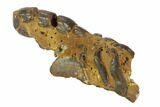 Fossil Mud Lobster (Thalassina) - Australia #95773-1